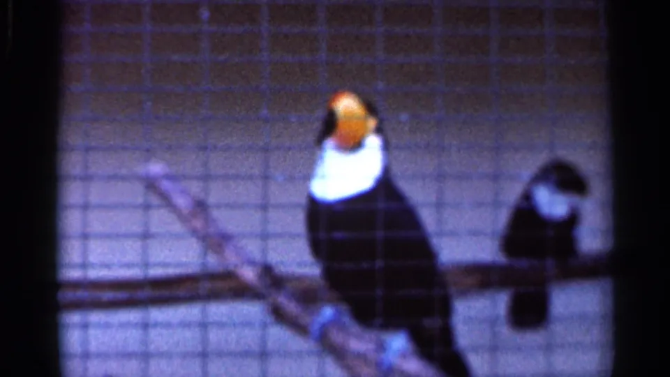 1966 Florida 8mm frame showing a toucan with an orange beak and black-and-white body perched behind cage mesh.