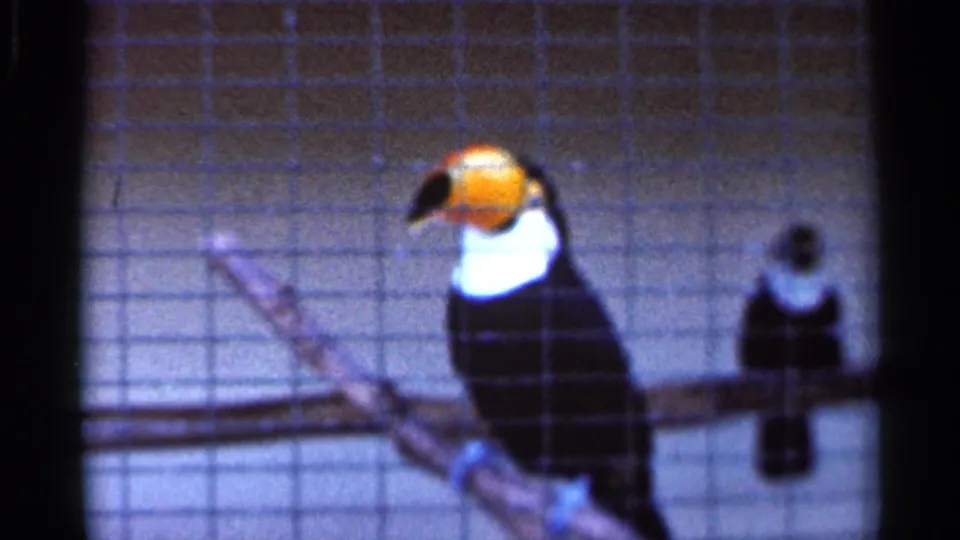 1966 Florida 8mm frame of a toucan and a smaller dark bird perched inside a wire cage, seen through soft blue-tinted film grain.