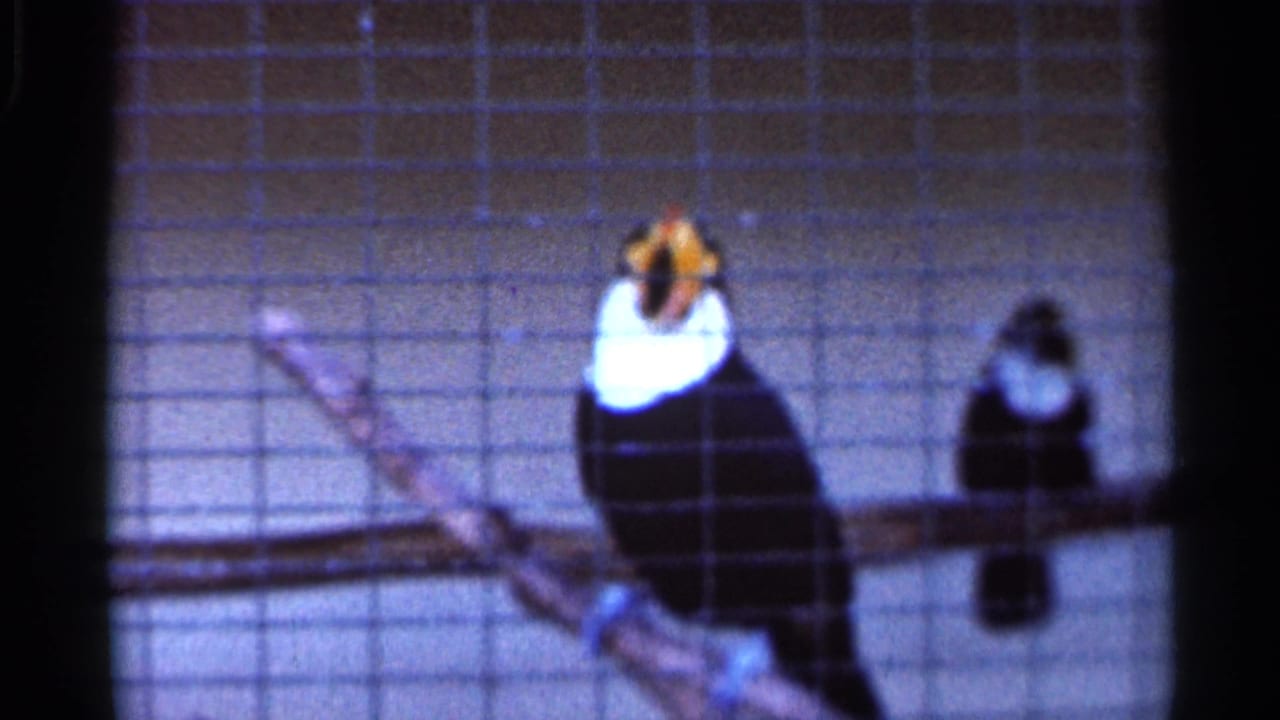 1966 Florida 8mm frame showing two toucans perched on a branch behind wire mesh at a zoo or wildlife park.