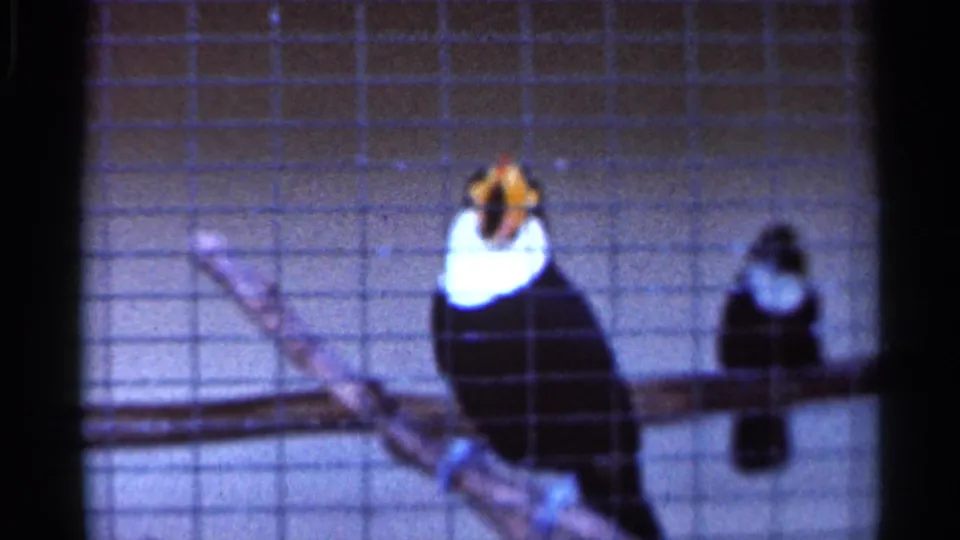 1966 Florida 8mm frame showing two toucans perched on a branch behind wire mesh at a zoo or wildlife park.