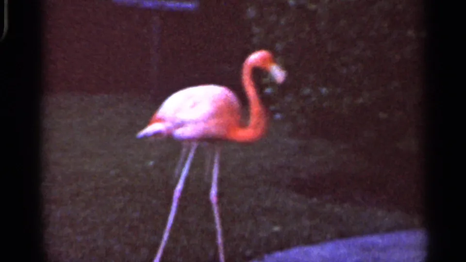1966 Florida 8mm frame of a pink flamingo standing on grass with a curved neck in a zoo enclosure.