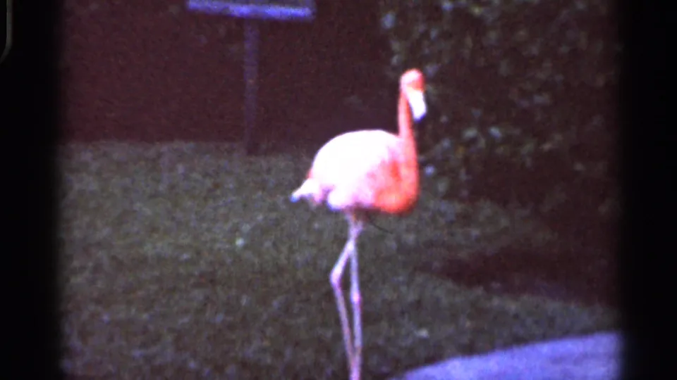 1966 Florida home-movie frame showing a flamingo balanced on one leg near grass and a paved edge.
