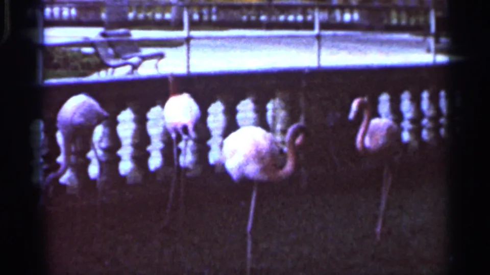 1966 Florida 8mm frame showing several flamingos near a white balustrade and walkway at a zoo-like setting.