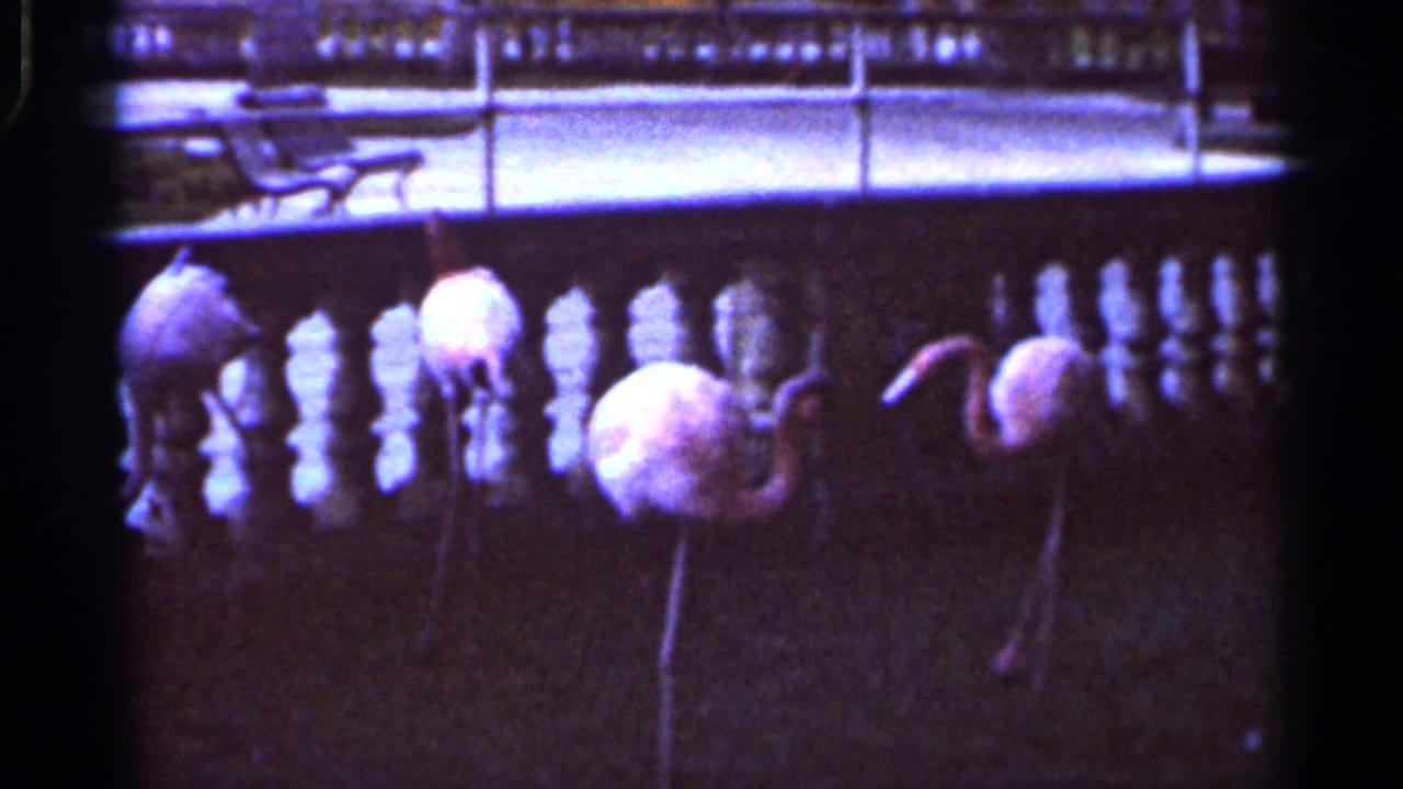Flamingos stand in a dark zoo enclosure before a decorative balustrade.