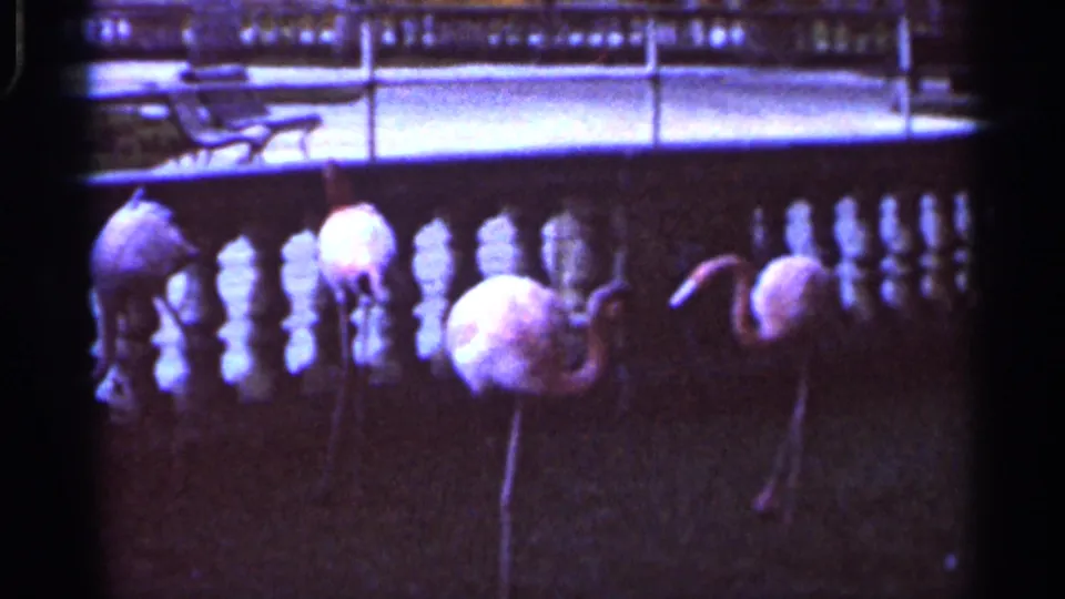 1966 Florida home-movie frame showing several flamingos standing near a balustrade in a zoo enclosure.