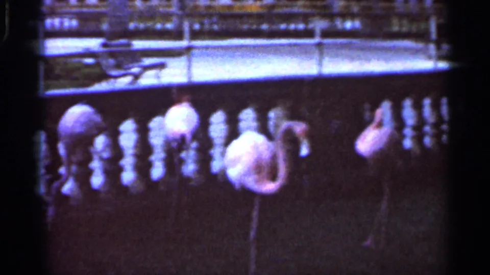 Several flamingos appear in a 1966 Florida zoo enclosure, filmed softly from a visitor viewpoint.