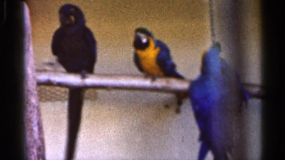 1966 Florida home-movie frame showing parrots, including a blue-and-yellow macaw, perched in a zoo setting.