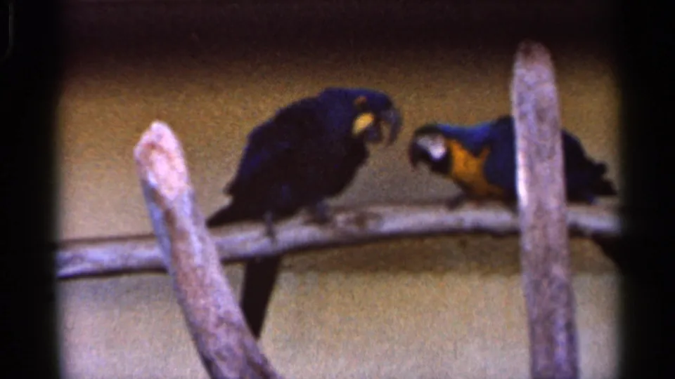 Two parrots, one blue-and-yellow, sit on a perch in a 1966 Florida zoo enclosure.