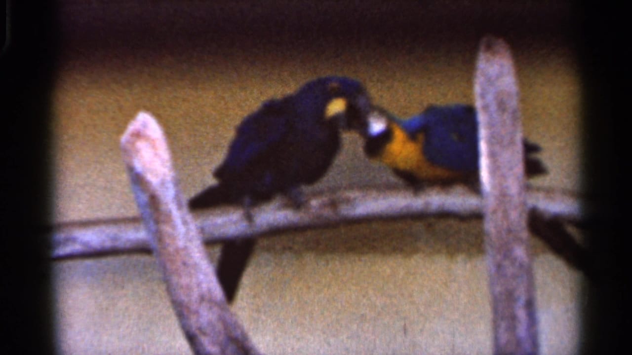 Two colorful parrots, likely macaws, interact on a wooden branch in 1966 Florida home-movie footage.