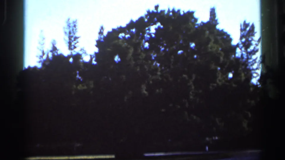 1966 8mm Florida home-movie frame showing dark tree silhouettes beneath a bright sky, with soft focus and visible film edge artifacts.