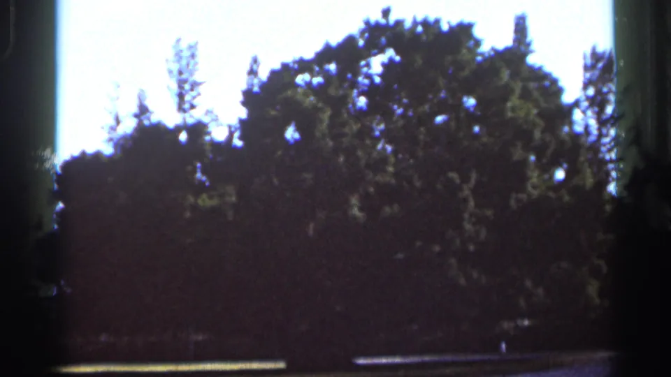 1966 Florida 8mm frame with dense tree cover and bright sky, recorded from a static visitor viewpoint with visible scan edges.