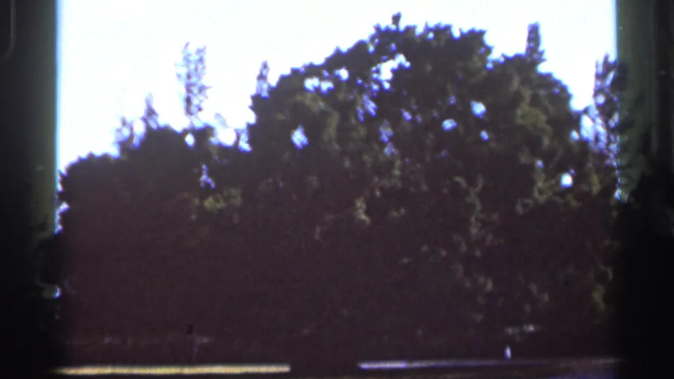 Underexposed 1966 Florida home-movie frame showing a tree canopy against daylight, with 8mm grain and gate-edge shadows.