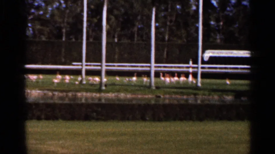1966 Florida 8mm frame showing geese in a grassy area with fencing, flagpoles, trees, and a white bench or shelter.