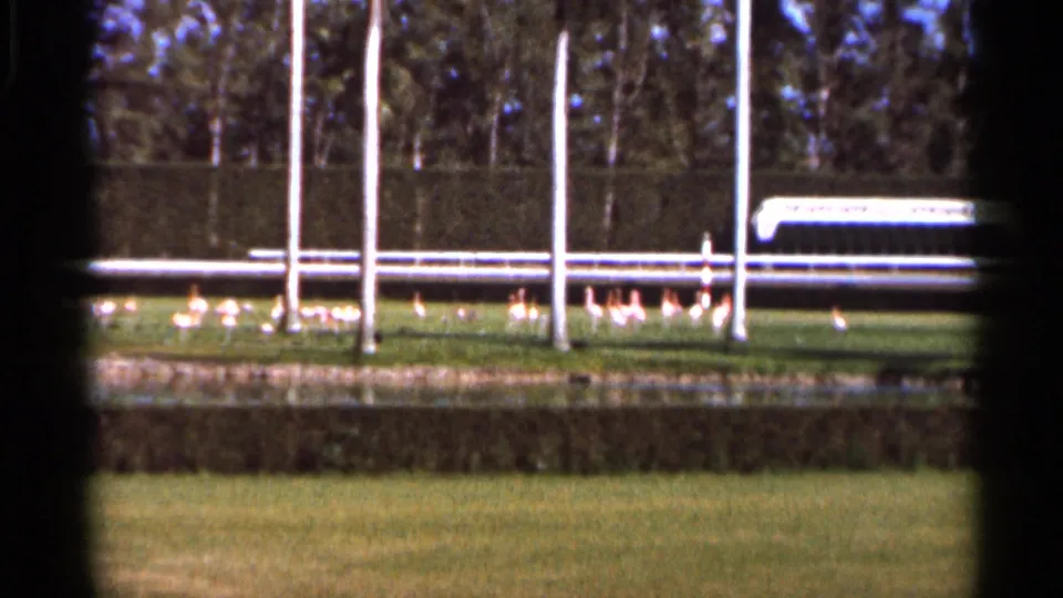 1966 Florida home-movie frame of geese on grass beside fencing and flagpoles, with trees beyond.
