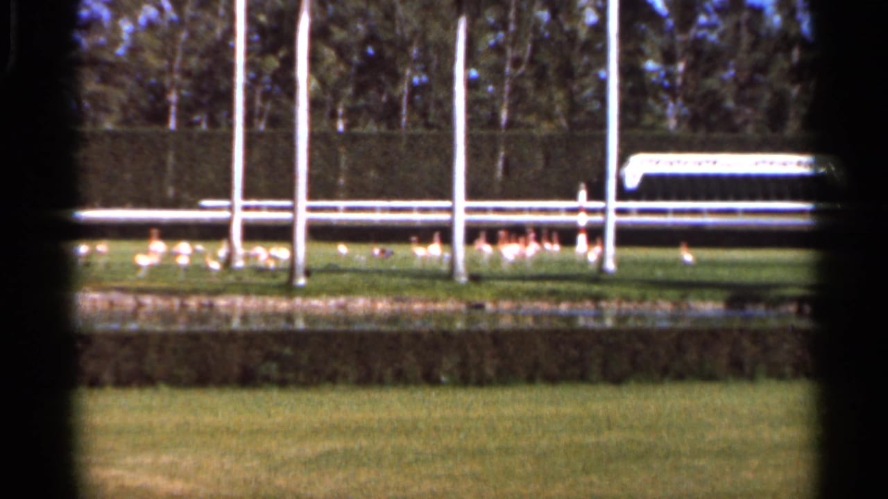 White birds gather near a pond with grass, poles, hedges, and trees beyond.