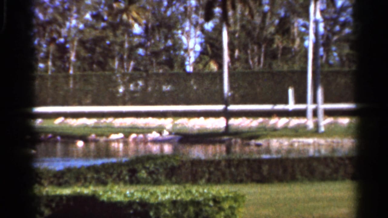 Pond and lawn with white birds near the water, white poles, hedges, and trees.