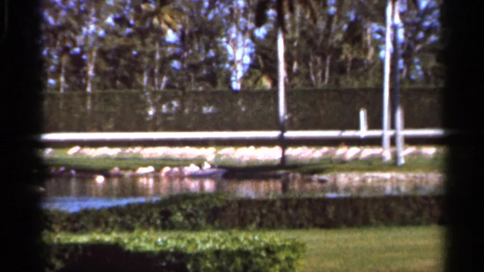 1966 Florida home-movie frame of birds near a small pond, backed by clipped hedges, white poles, lawn, and trees.