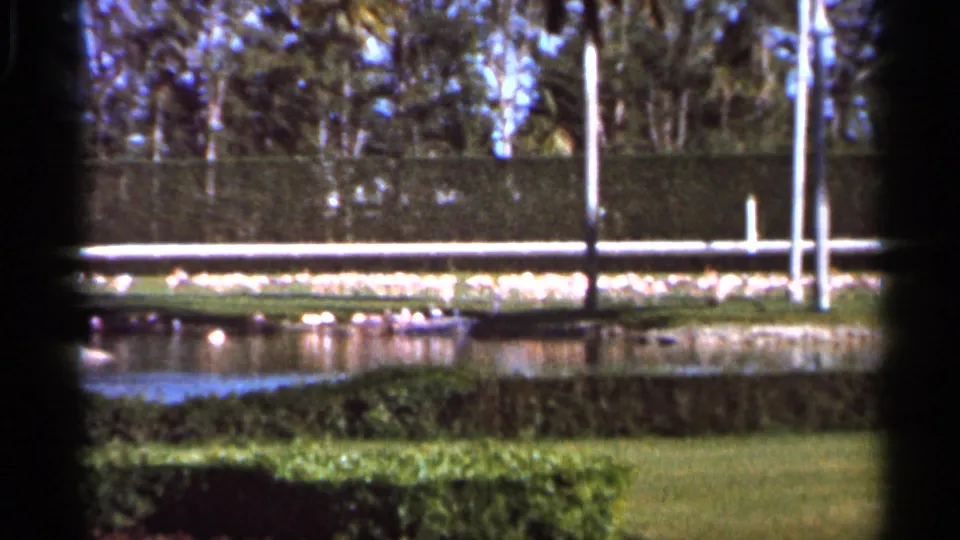 1966 Florida 8mm view across a pond toward white waterfowl, trimmed hedge, lawn, white poles, and background trees.