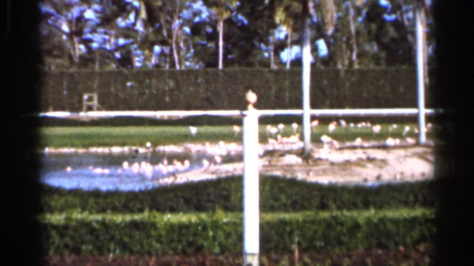 1966 Florida frame showing waterfowl near a landscaped pond, with a prominent white pole, trimmed hedge, lawn, and trees.