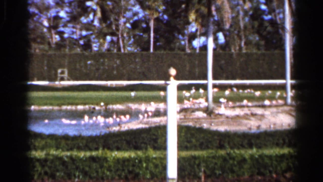 Flamingos near a pool bordered by hedges, palm trees, and a white railing post.