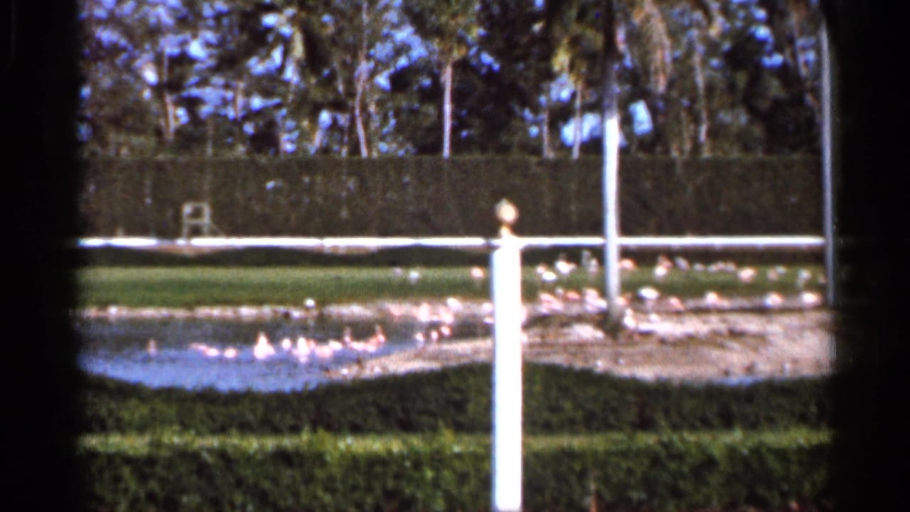Poolside scene with flamingos, hedges, palms, and a white railing post.