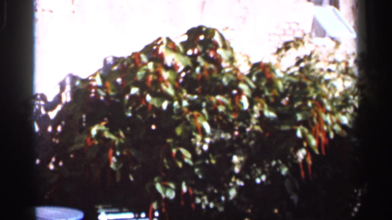1966 Florida travel-film view of dense green foliage with red flowers, filmed in bright exterior light near the pool area.