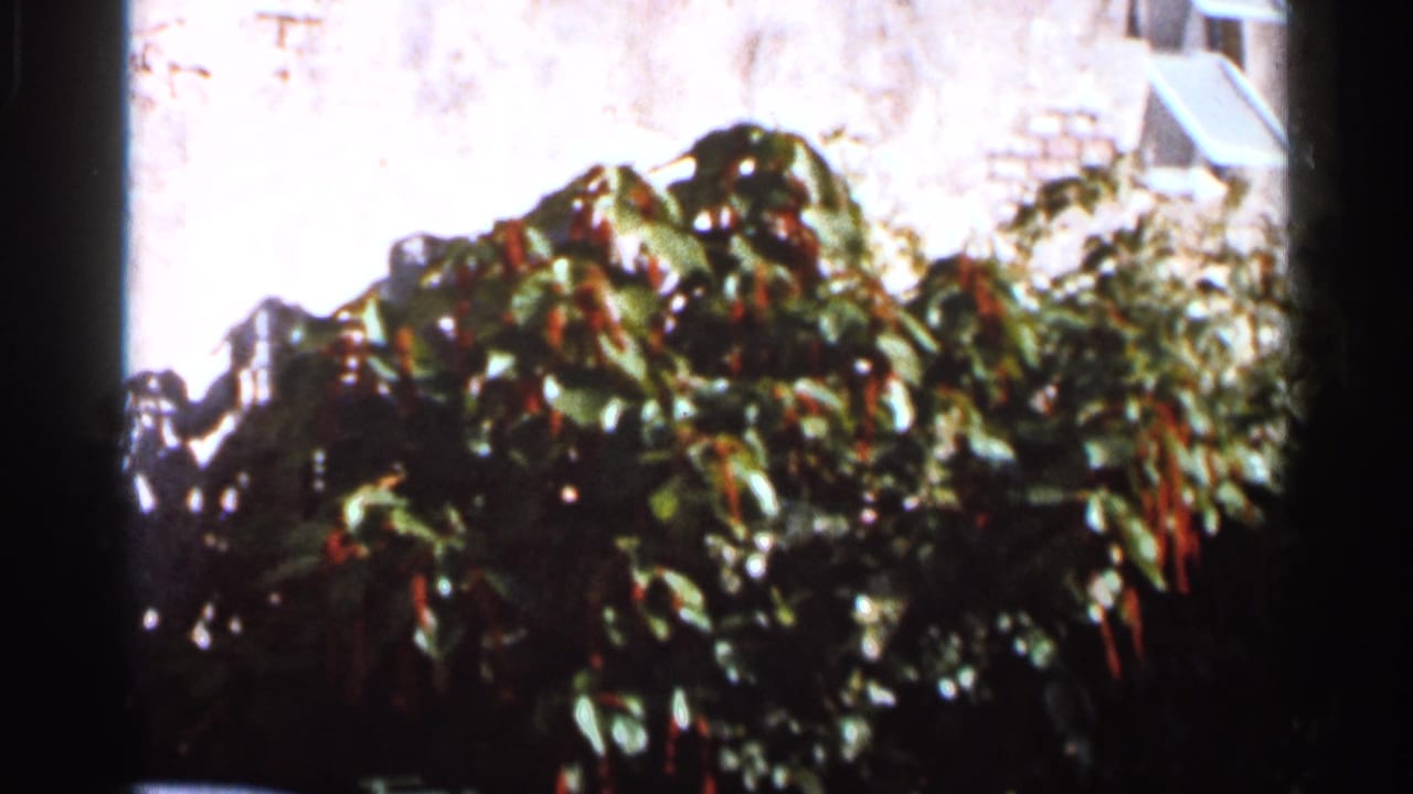 Soft 8mm frame from the Florida clip showing tropical planting and red blossoms around the Venetian Pool setting.