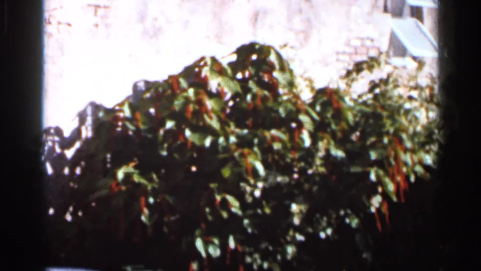 Soft 8mm frame from the Florida clip showing tropical planting and red blossoms around the Venetian Pool setting.