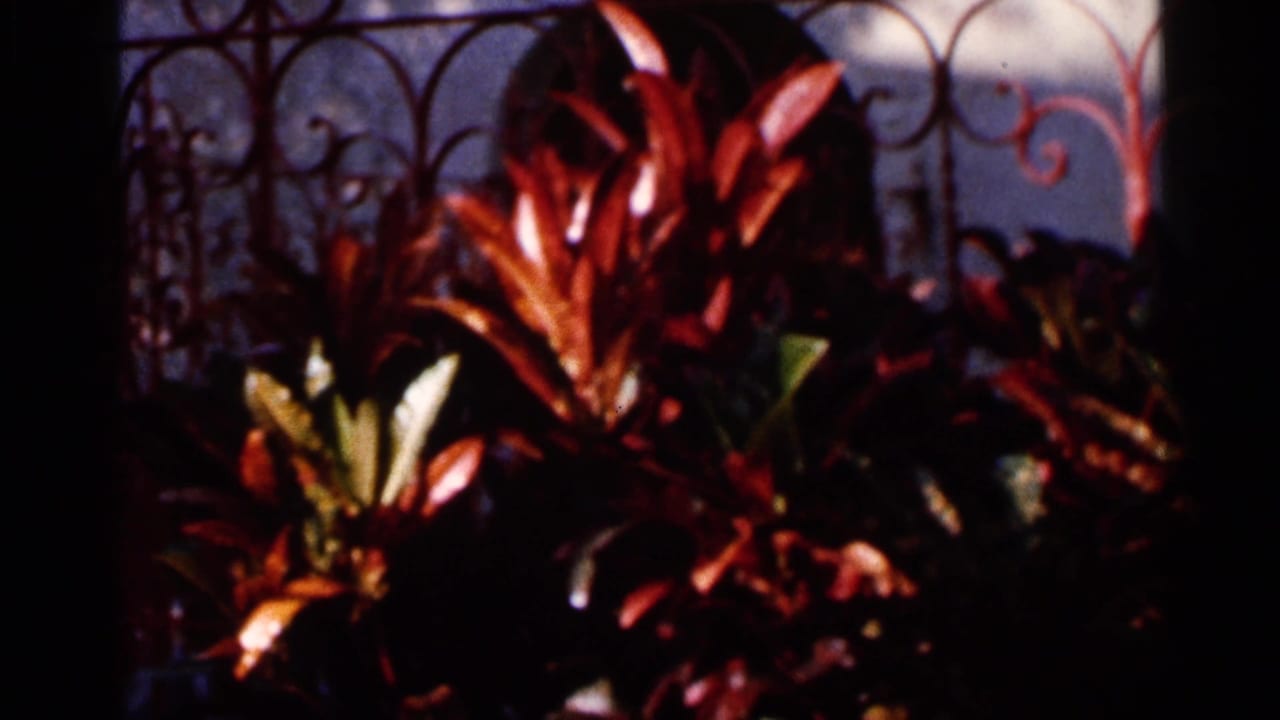 1966 Florida home-movie frame focusing on reddish tropical foliage, an ornamental metal fence, and pale rockwork behind it.