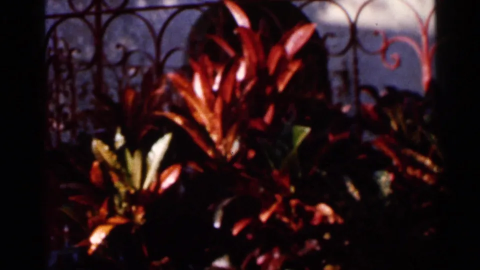 1966 Florida home-movie frame focusing on reddish tropical foliage, an ornamental metal fence, and pale rockwork behind it.