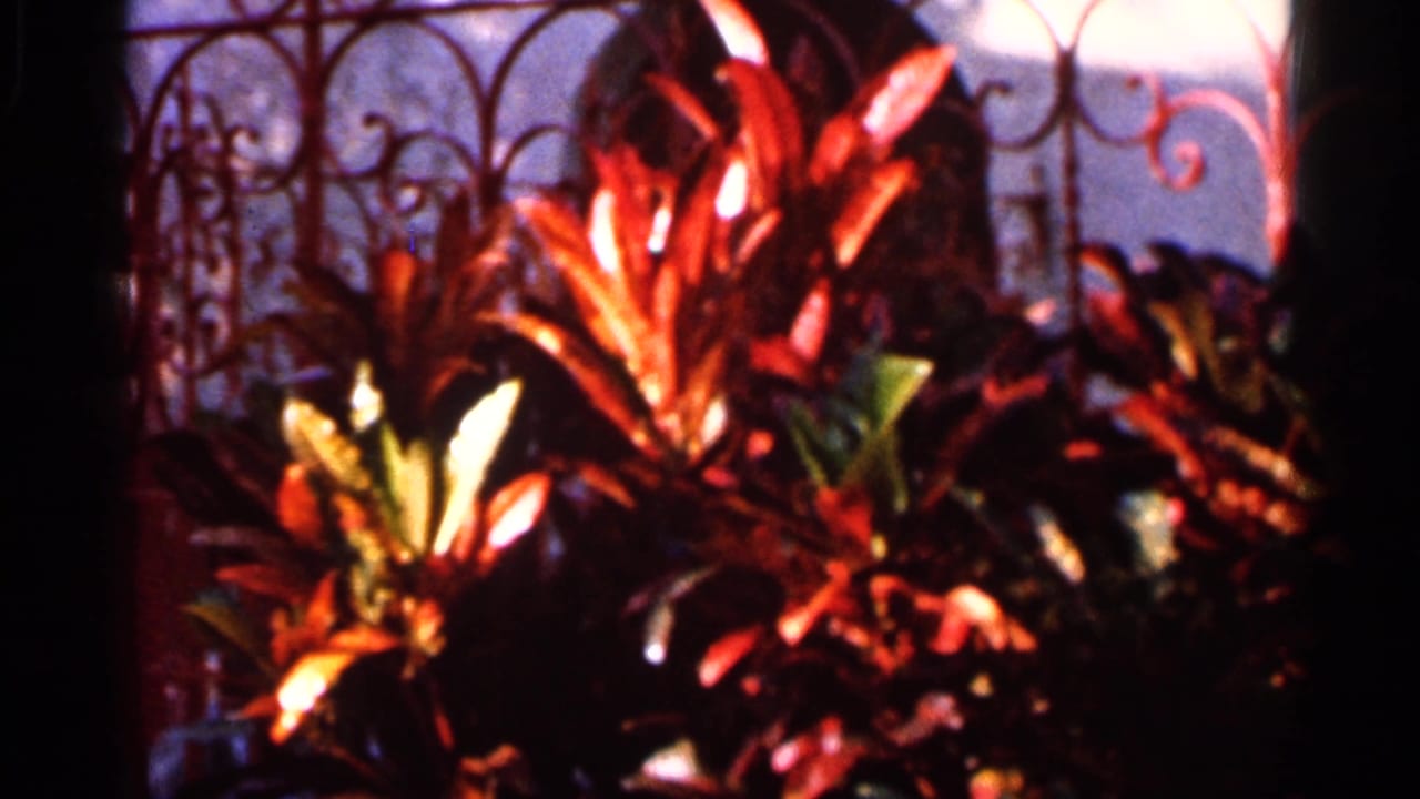 1966 Florida 8mm frame showing colorful tropical foliage with ornate iron fencing behind it.