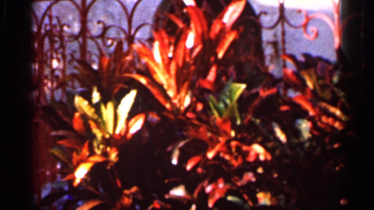 1966 Florida home-movie frame with red-leafed garden plants set against decorative ironwork.