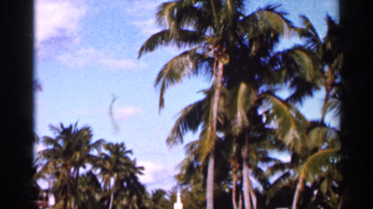 1966 Florida 8mm frame showing tall palm trees rising above a sunlit tropical landscape.