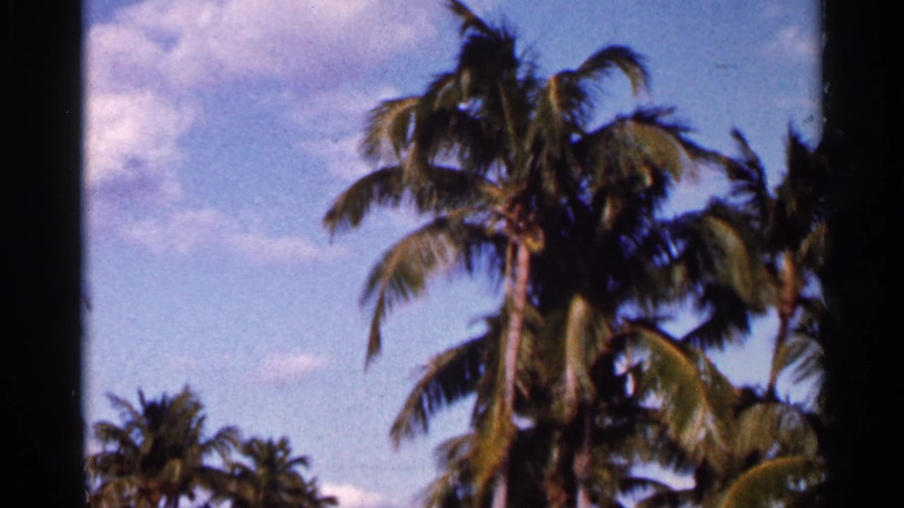 1966 Florida home-movie frame of palm crowns and trunks under a partly clouded blue sky.