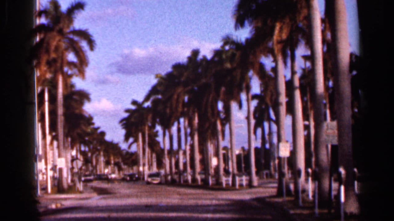1966 Florida 8mm frame of a palm-lined street seen from a moving vehicle, with parked cars and street signs.