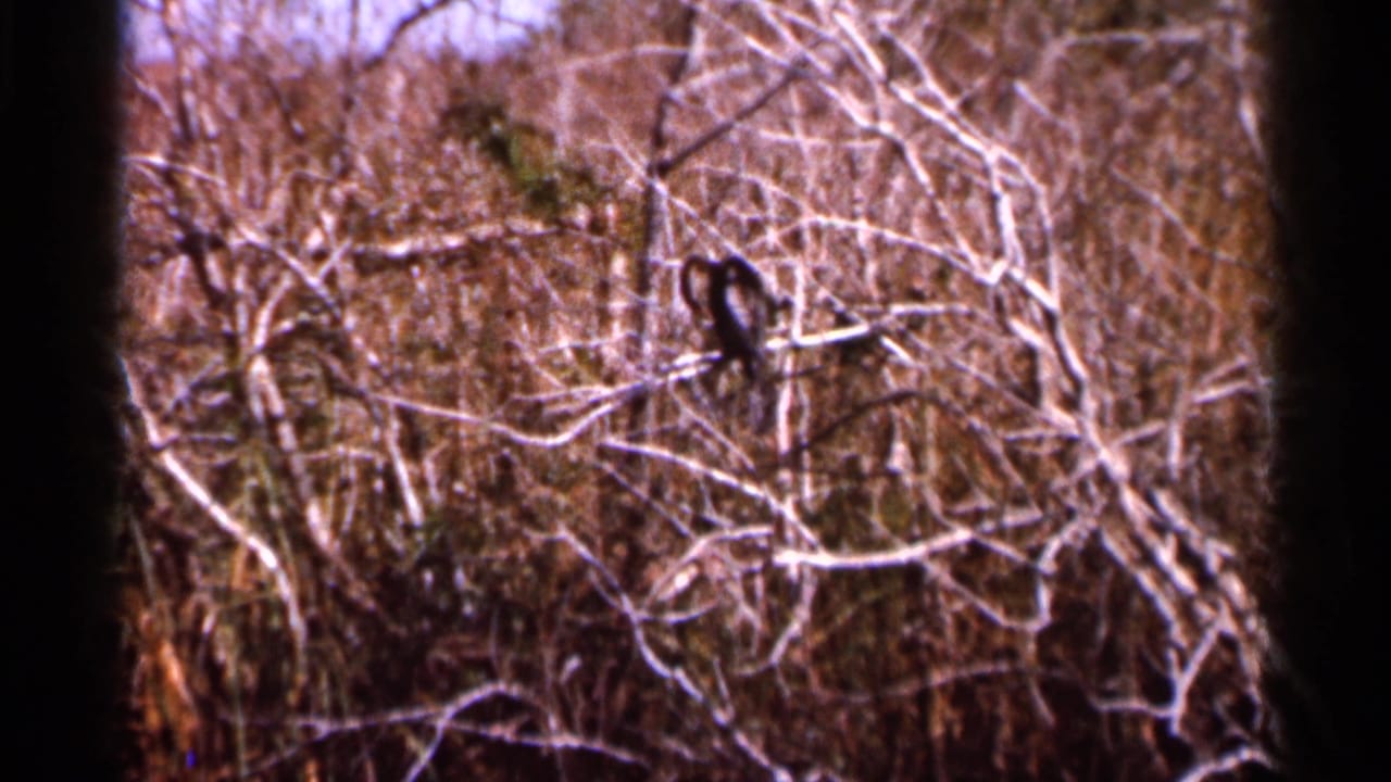 1966 Florida 8mm frame showing a dark bird, likely an Anhinga, perched in a tangle of bare branches.