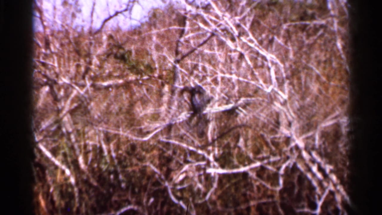 1966 Florida home-movie frame of a likely Anhinga perched among bare branches in a natural wooded setting.