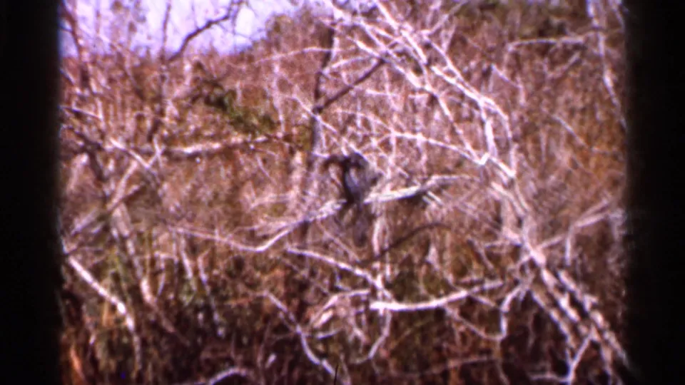 1966 Florida home-movie frame of a likely Anhinga perched among bare branches in a natural wooded setting.