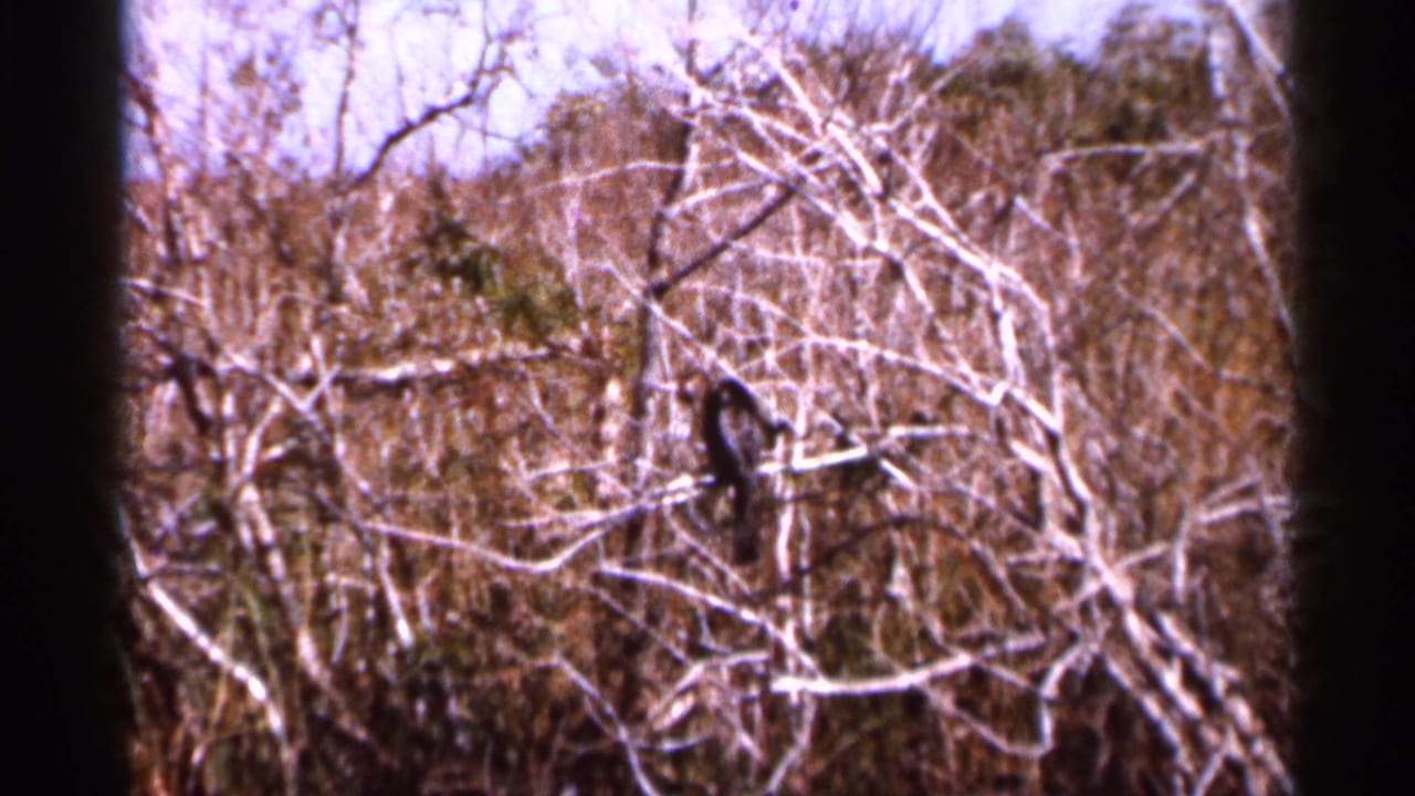 Dark bird perched among pale tangled branches.
