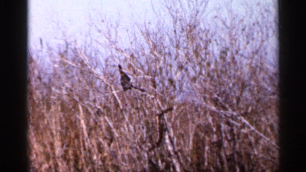 Dark bird perched high in leafless brush.