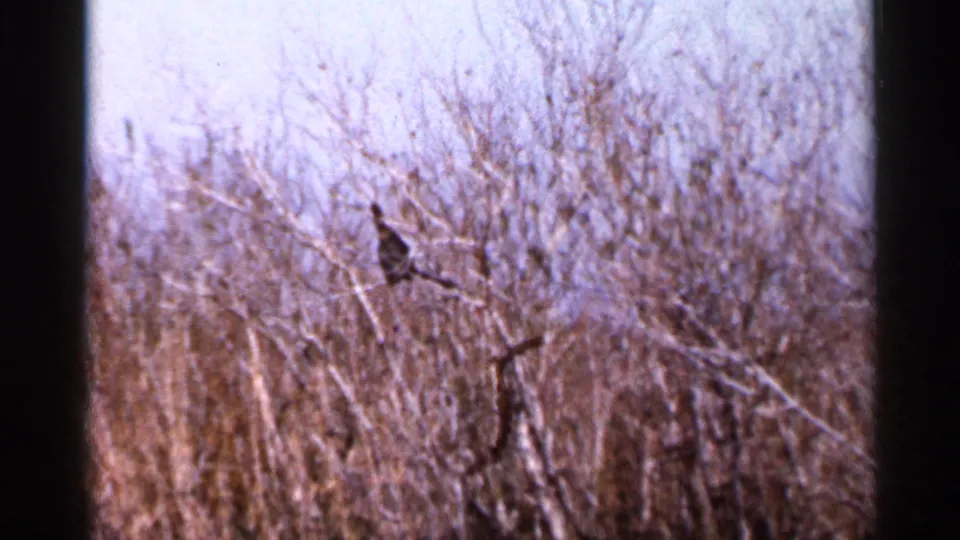 A dark bird sits above dense bare brush under a pale sky, filmed in Florida in 1966.