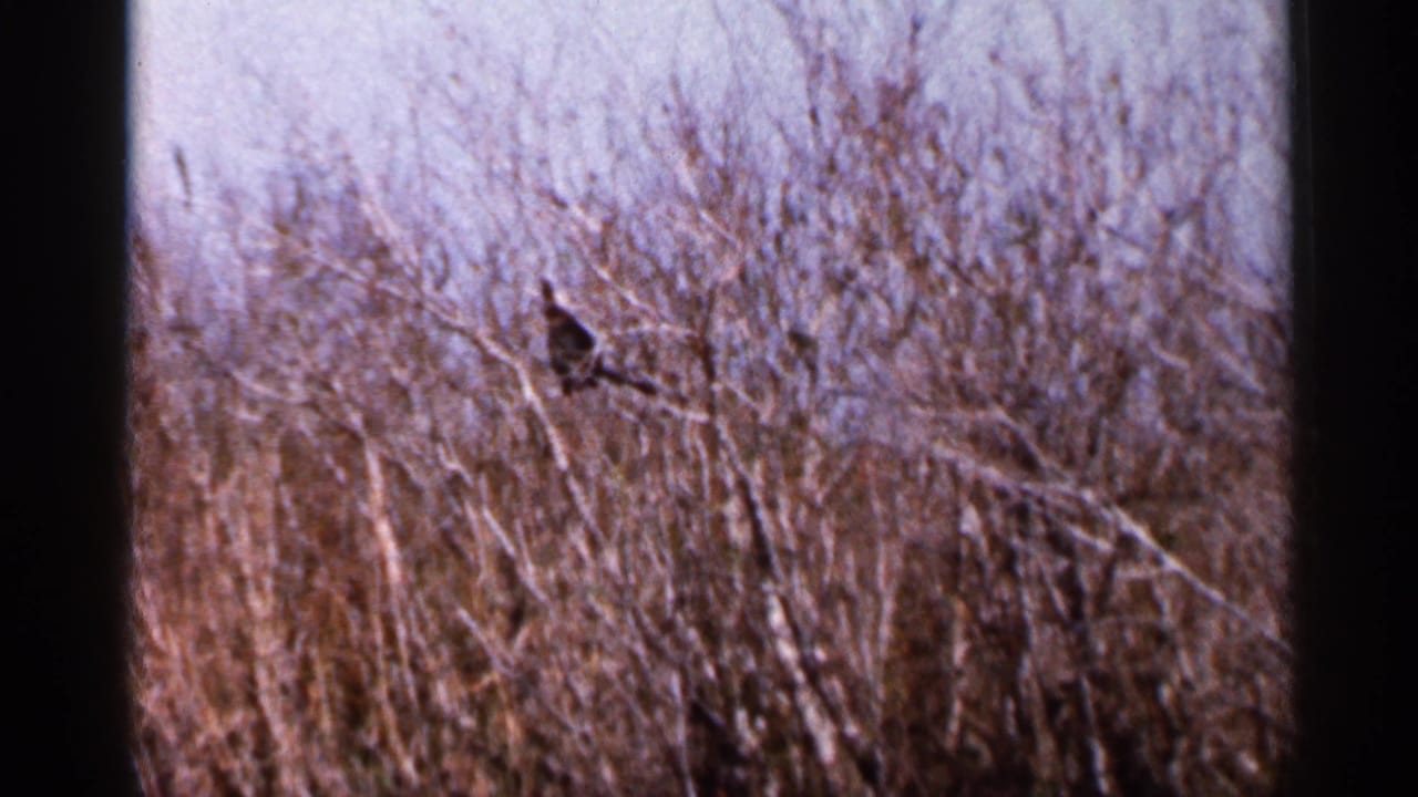 A distant dark bird is partly obscured by tangled Florida brush in archival 8mm footage from 1966.