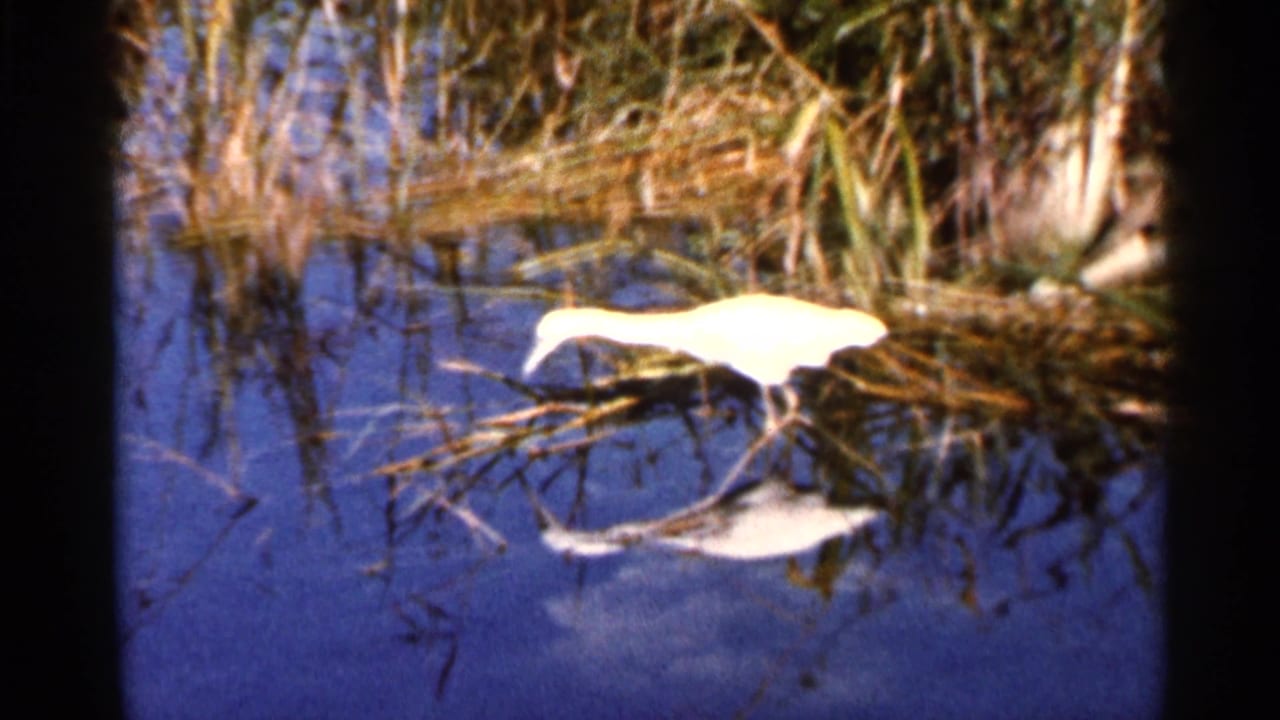 A white wading bird moves through shallow Florida water with reeds and a visible reflection, filmed in 1966.