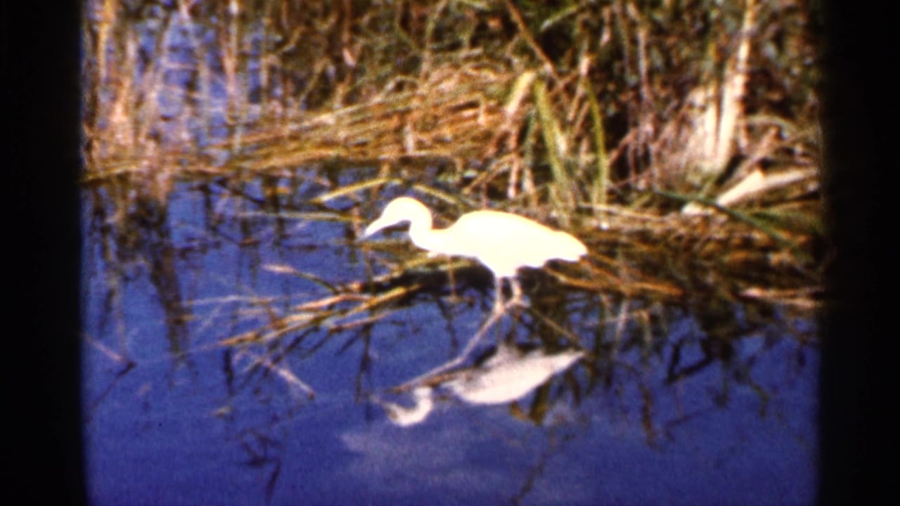 A white egret stands at the edge of a Florida lake in 1966 home-movie footage, reflected in calm water beside reeds.