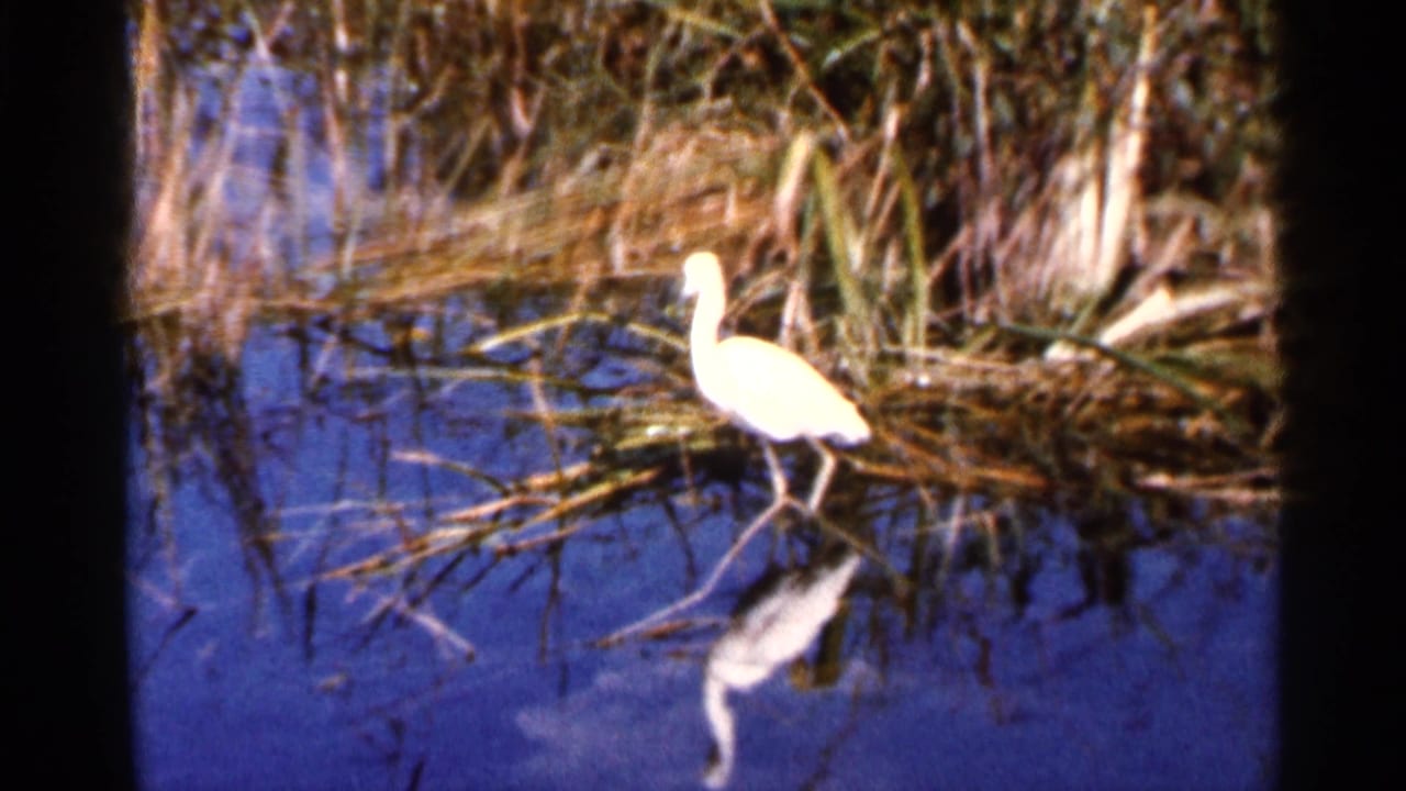 The egret stands in profile near reeds along a calm Florida lake, with its pale reflection softened by the 8mm image.
