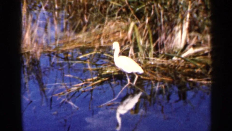 The egret stands in profile near reeds along a calm Florida lake, with its pale reflection softened by the 8mm image.