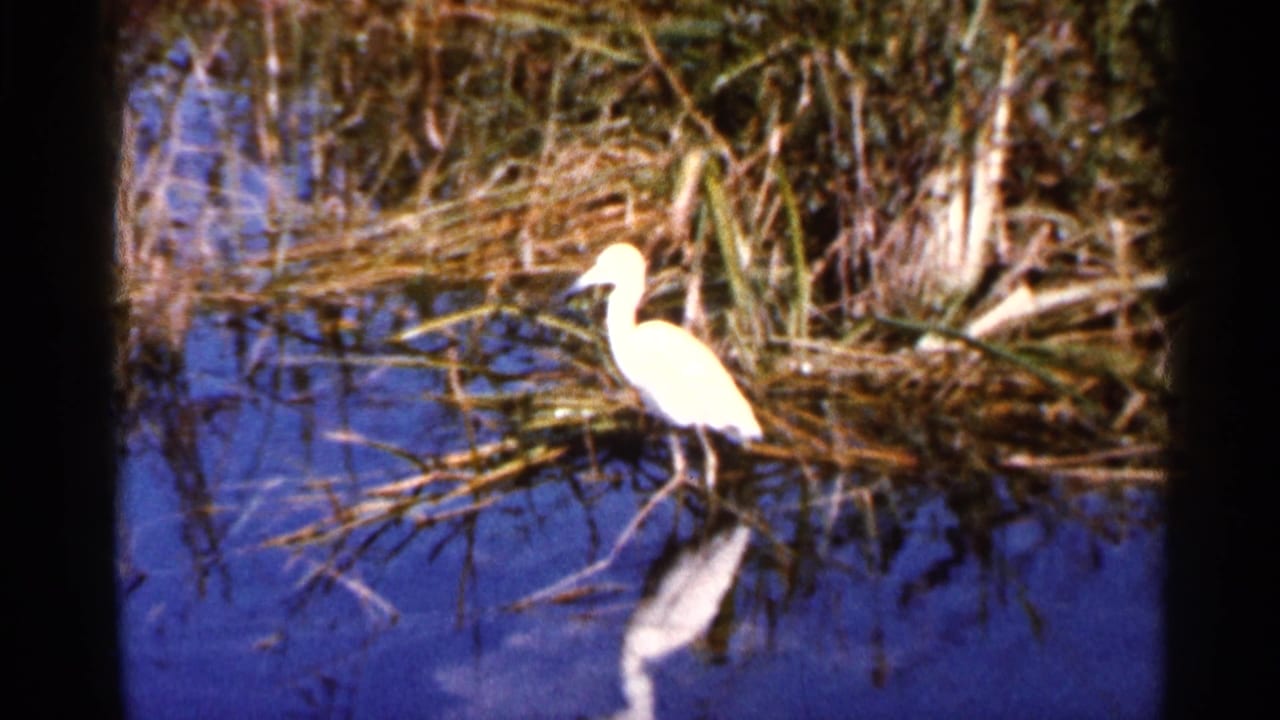 A white egret remains near shoreline reeds in 1966 Florida footage, its reflection bright against deep blue water.