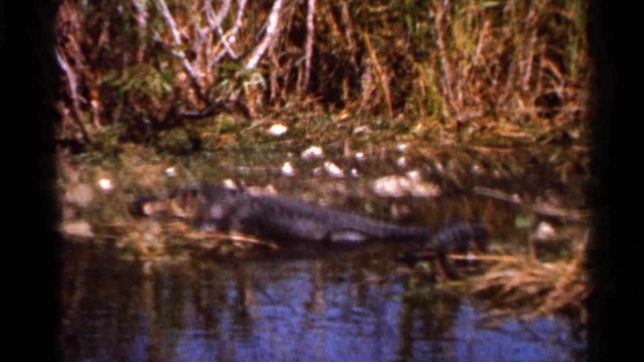 1966 Florida frame showing an alligator lying near the waterline among reeds, mud, and floating marsh vegetation.