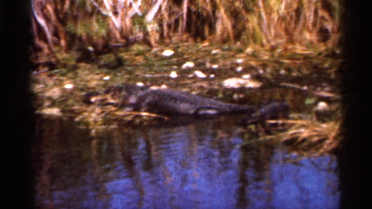1966 Florida home-movie frame showing a large alligator stretched beside wetland water and dense shoreline vegetation.