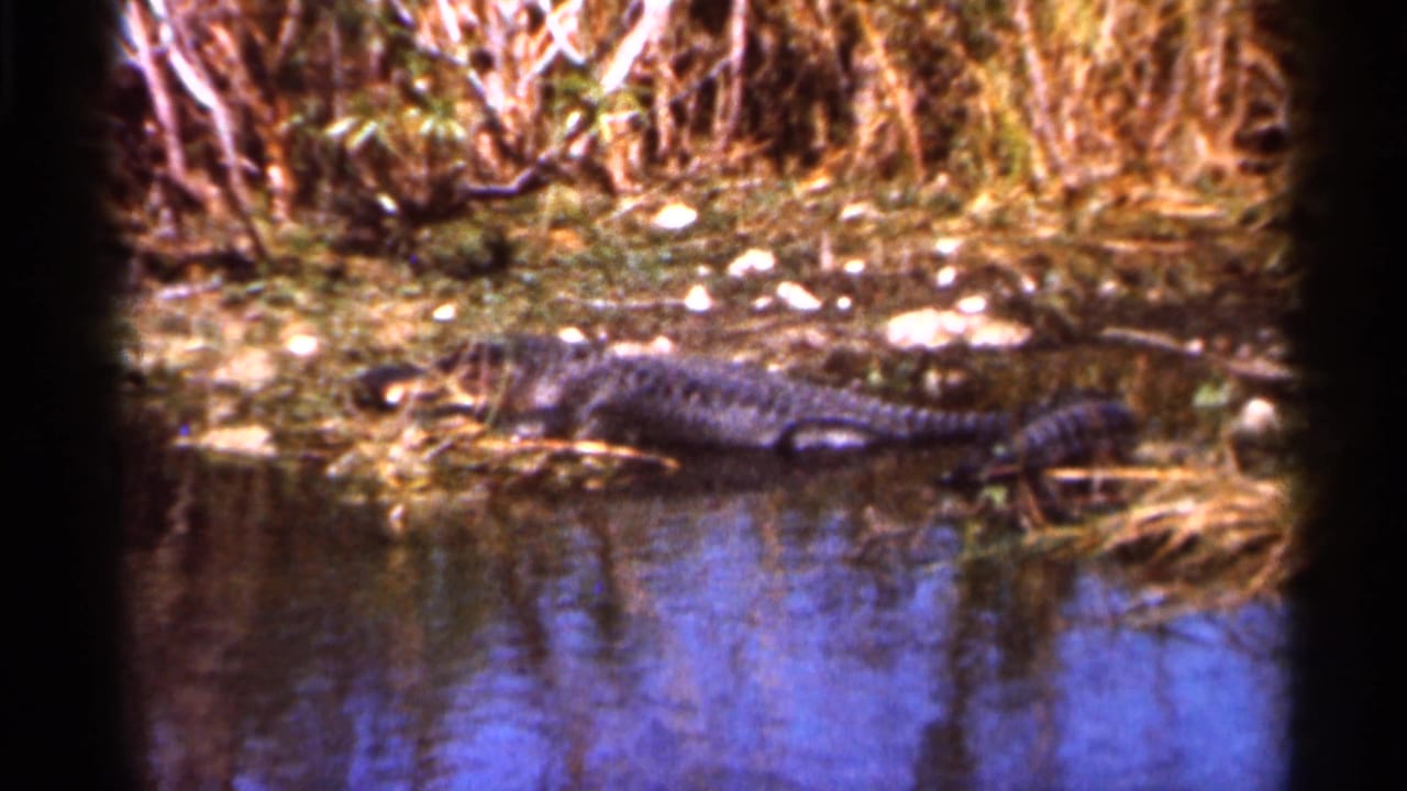 1966 Florida frame showing an alligator resting beside a wetland pool, with reeds, brush, and water reflections around it.